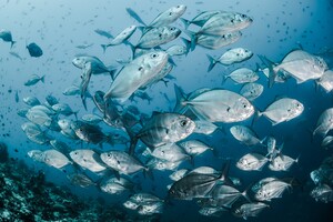Рыба в Мировом океане все чаще 