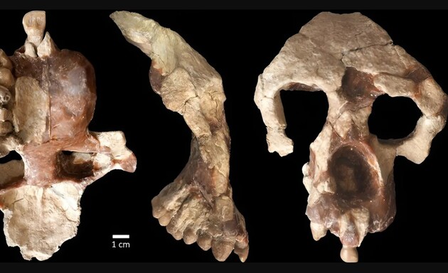 Вчені знайшли в Туреччині останки мавпи віком майже 9 мільйонів років