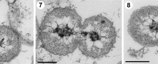 Бактерии живут в океанических отложениях