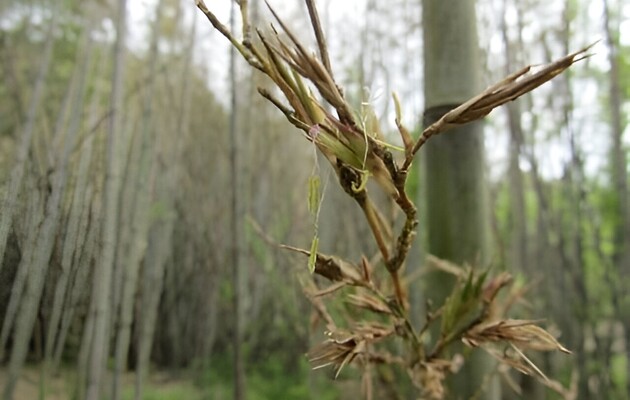Бамбук цвіте раз на 120 років