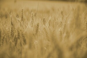 Більшість країн ЄС виступає проти закликів Польщі продовжити заборону на імпорт українського зерна