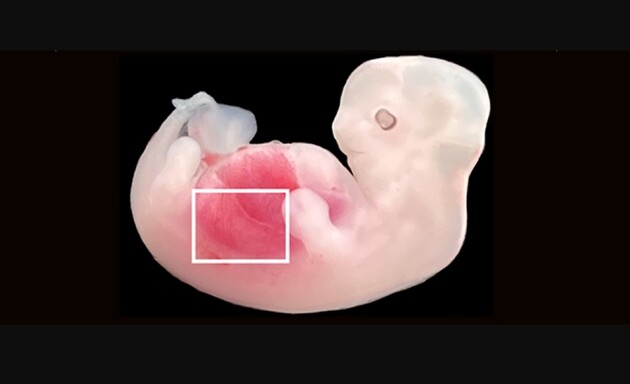 Вченим вдалося виростити людські нирки в ембріонах свиней