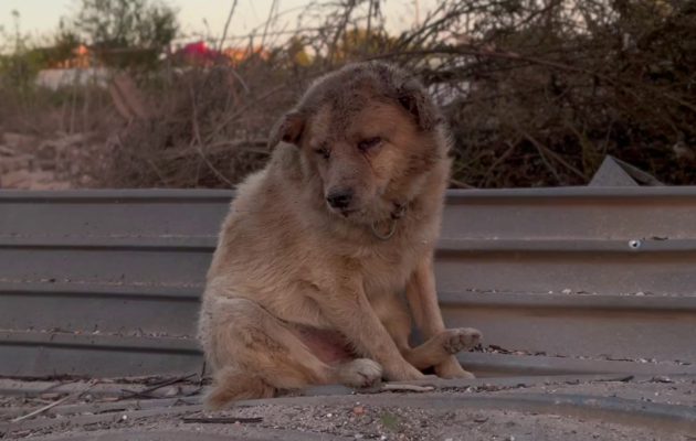 Обстріл приватного сектору Сум: Помер пес, якого витягли з-під завалів