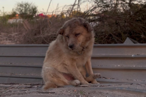 Обстрел частного сектора Сум: Умер пес, которого достали из-под завалов