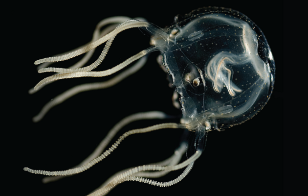 Медузи, незважаючи на відсутність мозку, продемонстрували здатність до навчання