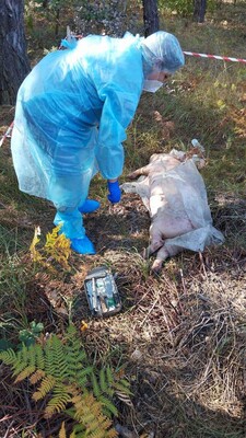 В Киеве зафиксирована вспышка африканской чумы свиней: введен карантин