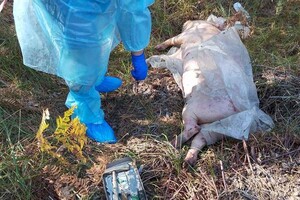 У Києві зафіксовано спалах африканської чуми свиней: запроваджено карантин