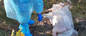 В Киеве зафиксирована вспышка африканской чумы свиней: введен карантин