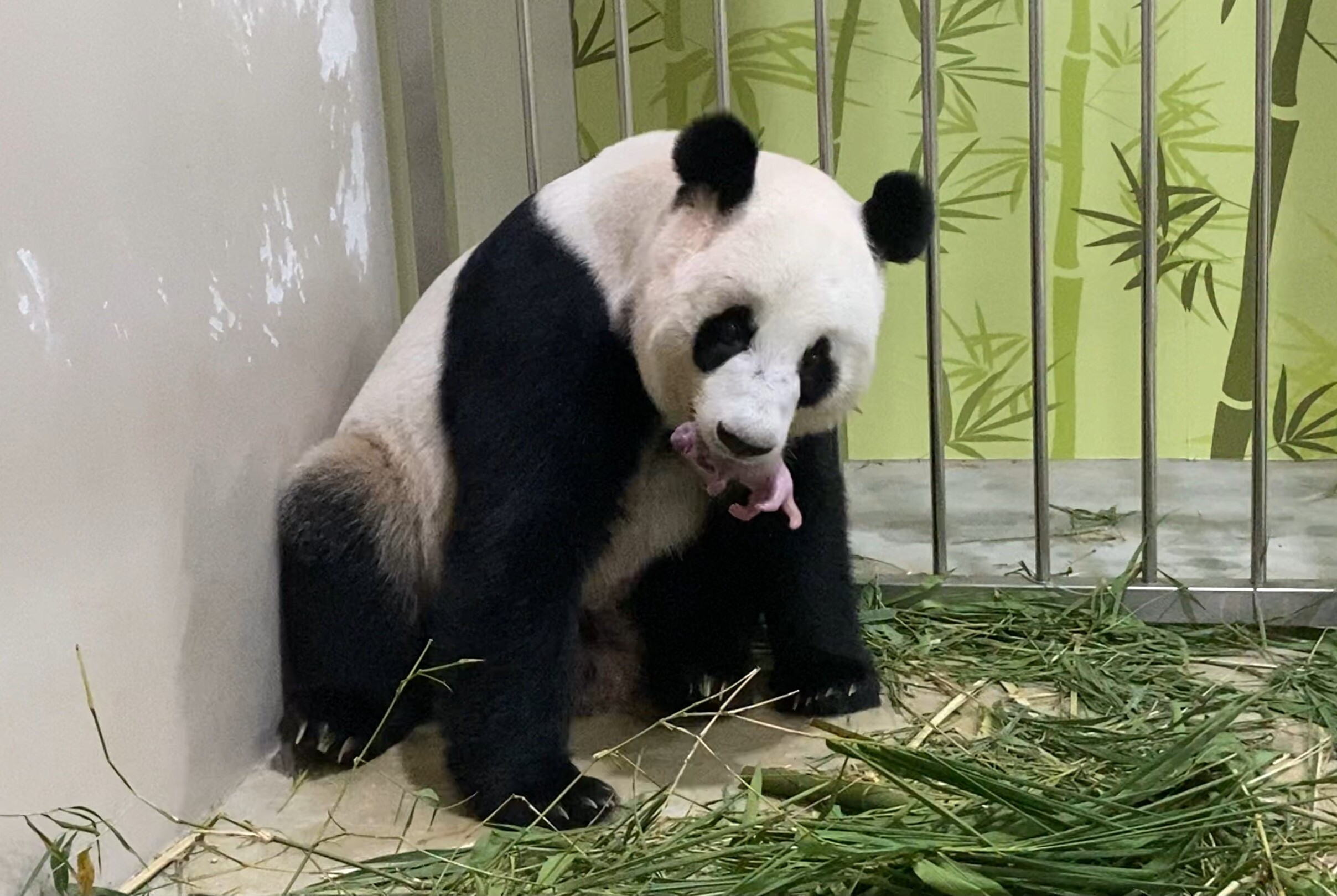 Панда-дипломатія: чому з американських зоопарків можуть зникнути харизматичні тварини