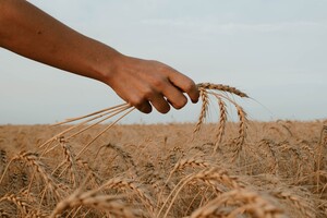 Зернова криза: аргументи Польщі щодо захисту своїх фермерів є справедливими