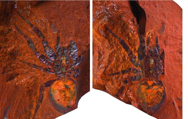 Паук жил на Земле около 16 миллионов лет назад