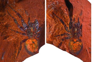 В Австралії знайшли викопні останки «гігантських» павуків