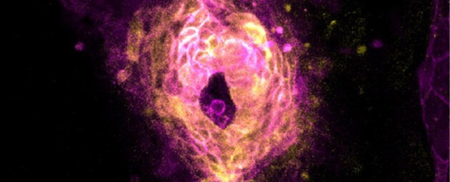 Вчені зафіксували перше серцебиття у рибок