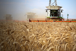 Ціни на пшеницю падають і скоро можуть досягти нового історичного мінімуму - Bloomberg