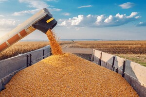 Дощові хробаки допомагають виробити стільки ж зерна, скільки Росія