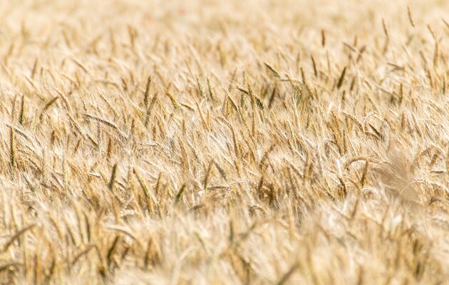 Зеленский анонсировал открытие нового зернового коридора через Румынию и Молдову
