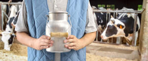 Нардепы и молочные предприятия добиваются поддержки молочного скотоводства — СМПУ