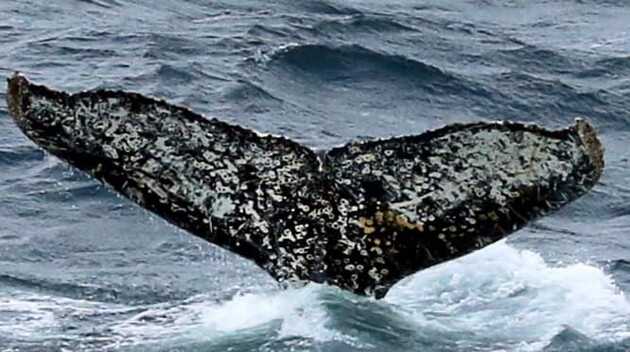 Ученые назвали причину массовой гибели серых китов