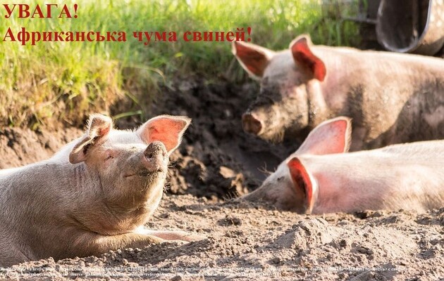 В Киевской области новая вспышка африканской чумы свиней