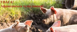 В Киевской области новая вспышка африканской чумы свиней