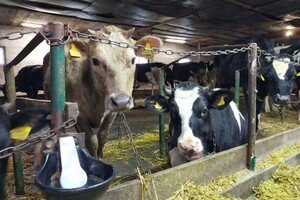 Производители молока могут получить финпомощь от Швейцарии, но есть условия
