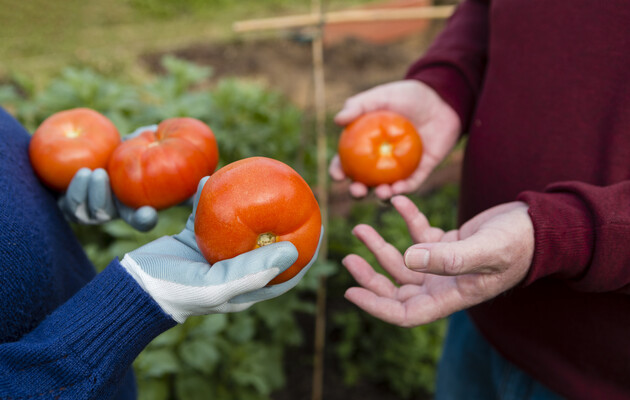 Ціни зростають: в Україні подорожчали помідори