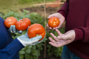 Цены растут: в Украине подорожали помидоры