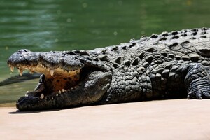 Крокодили все частіше нападають на людей в Індонезії: в чому причина