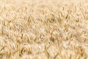 Зерновий сектор України може втратити за підсумками року $3,2 млрд