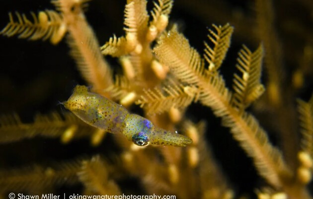 Новый вид кальмара обитает у побережья Японии