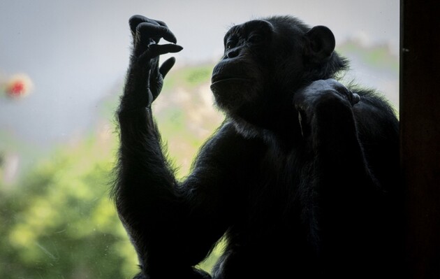У шимпанзе впервые обнаружили менопаузу