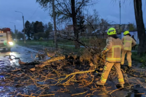 В Ровенской области погиб юноша из-за падения дерева
