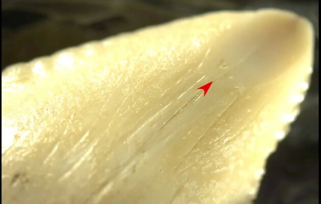 Археологи знайшли ножі із зуба тигрової акули віком 7000 років