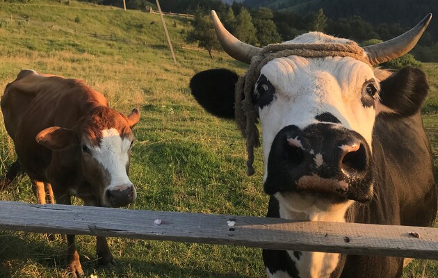 Одомашнивание животных принесло новые болезни человечеству