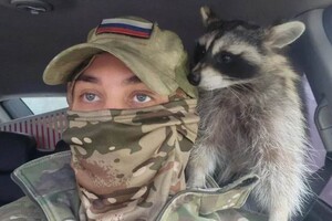 Минобороны России украло енота, чтобы нейтрализовать неугодного блогера – немного трэша от ISW
