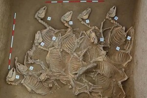 Археологи нашли в Китае жертвенные ямы со скелетами 120 лошадей