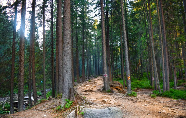 Бореальні ліси Землі повільно скорочуються