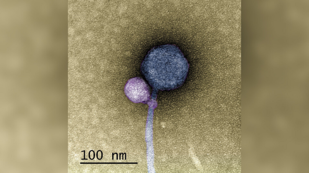 Ученые впервые нашли вирус, который «вцепился» в другой вирус