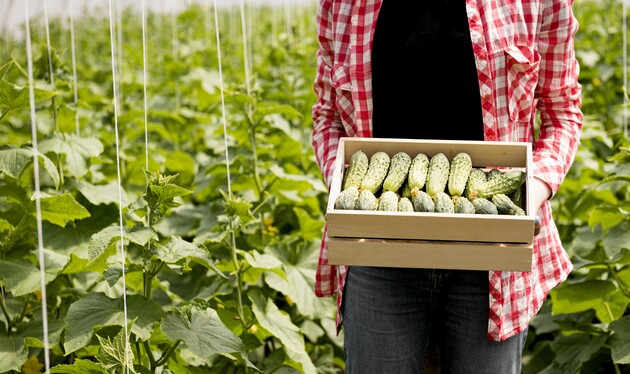 Ціни на овочі: в Україні подорожчали тепличні огірки