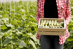 Цены на овощи: в Украине подорожали тепличные огурцы