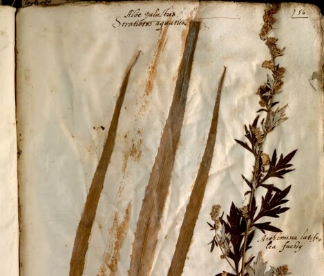 500-річний гербарій із Італії показує зміни клімату на Землі