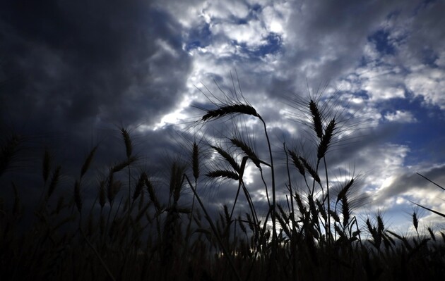 Из-за атак РФ Украина может не удовлетворить будущий спрос на пшеницу — ООН