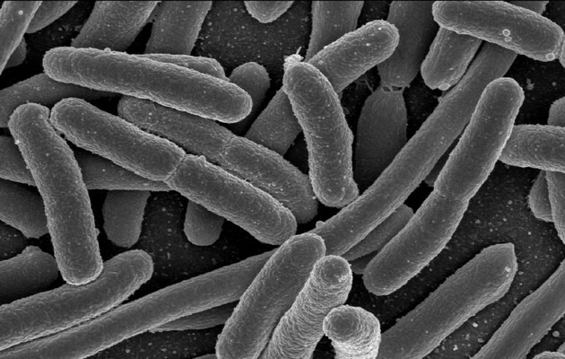 Бактерии оказались способны хранить память и передавать ее следующим поколениям