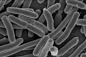Бактерії виявилися здатними зберігати пам'ять і передавати її наступним поколінням