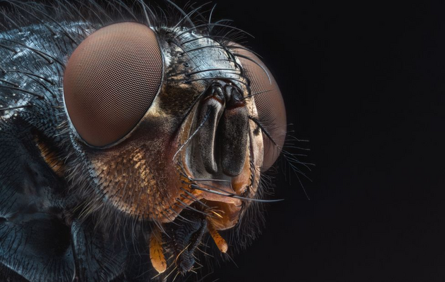Медики знайшли у кишечнику людини непошкоджену кімнатну муху