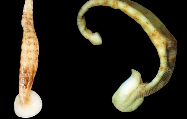 Вчені виявили новий вид п'явок