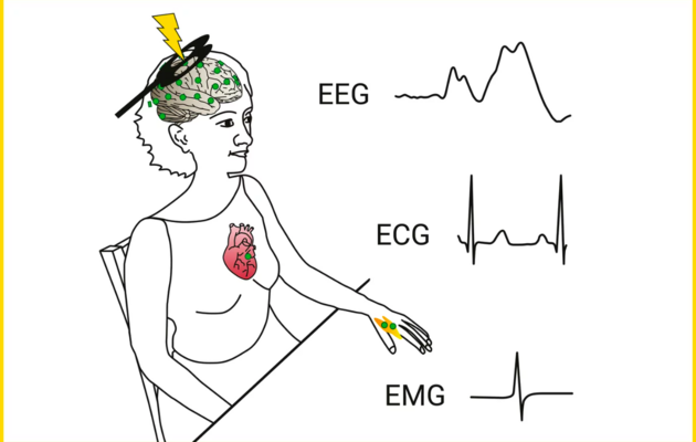 Установлена новая связь между работой сердца и мозга
