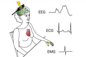 Встановлено новий зв'язок між роботою серця та мозку