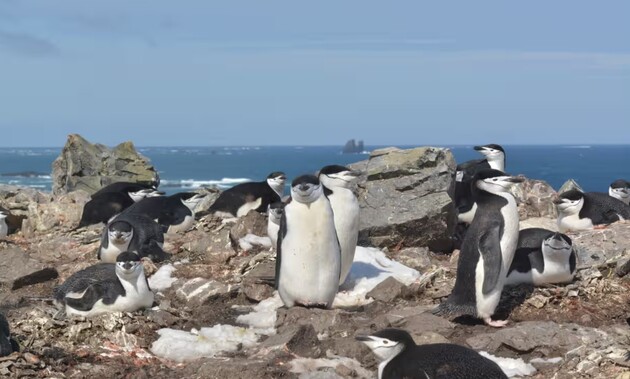 Пингвины засыпают 10 тысяч раз в день: как им удается выжить