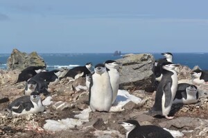 Пингвины засыпают 10 тысяч раз в день: как им удается выжить